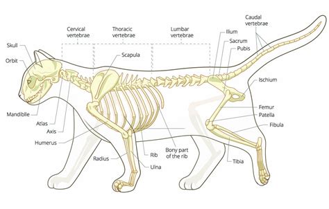 How many bones does a cat have?